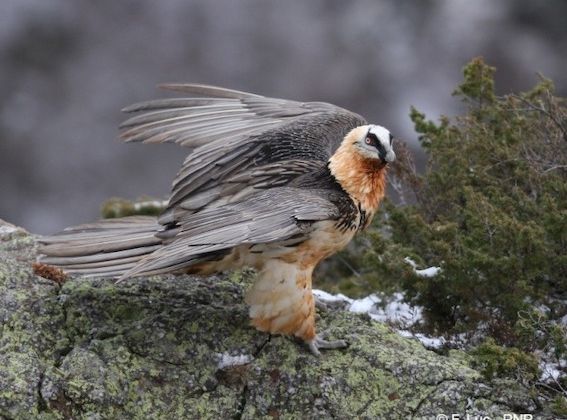 PLEIN CIEL – Protection des oiseaux dans le Parc des Pyrénées